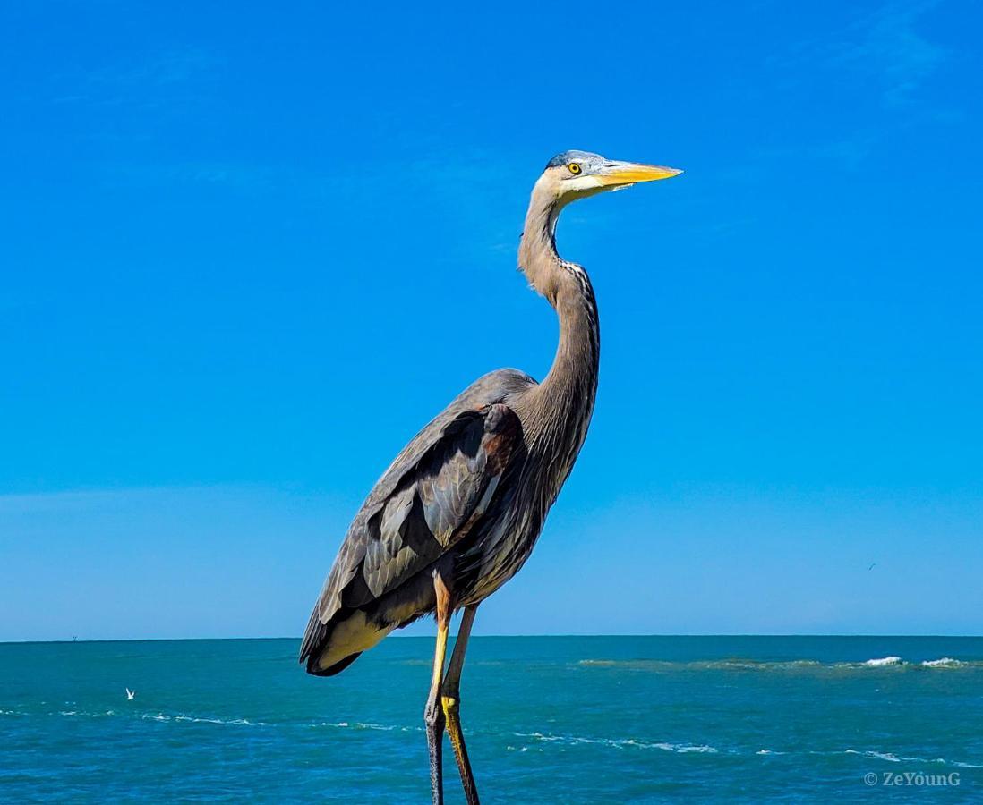 Affordable Beach Condos - One Bedroom Dlx Condos St. Pete Beach Exteriör bild